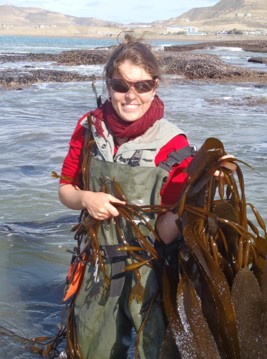<p>Dr. Fricke in Patagonien mit Macrocystis, die größte Braunalgenart.<br />
Foto: A. Fricke, Privat.</p>
