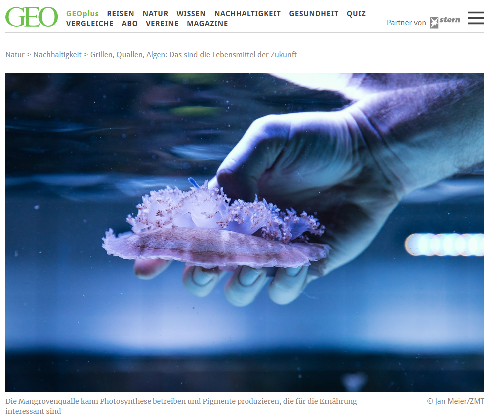 Artikel in GEO+ (online) zur Nahrung der Zukunft | Mangrovenqualle in der Aquakultur (Foto: Leibniz-Zentrum für Marine Tropenforschung ZMT/J. Meier)