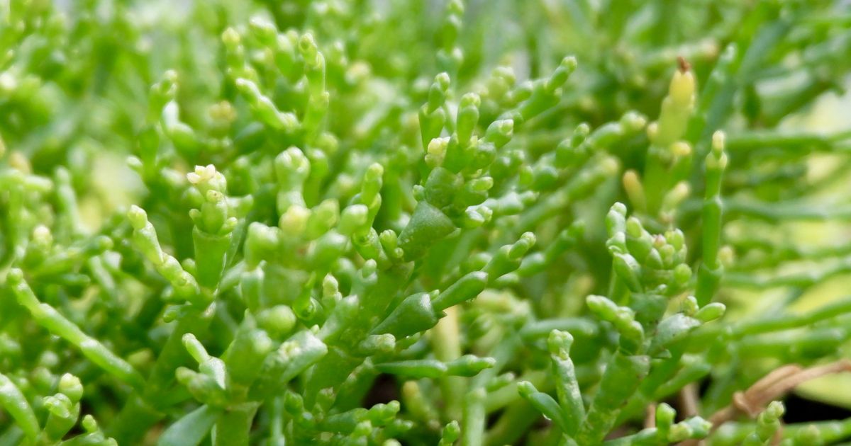 Halophyten Definition Erklärung Information – GBBG
