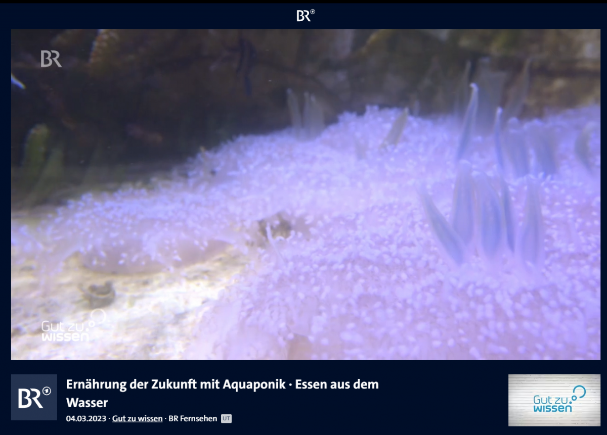 Die Mangrovequalle (Screenshot, 04.07.2023)