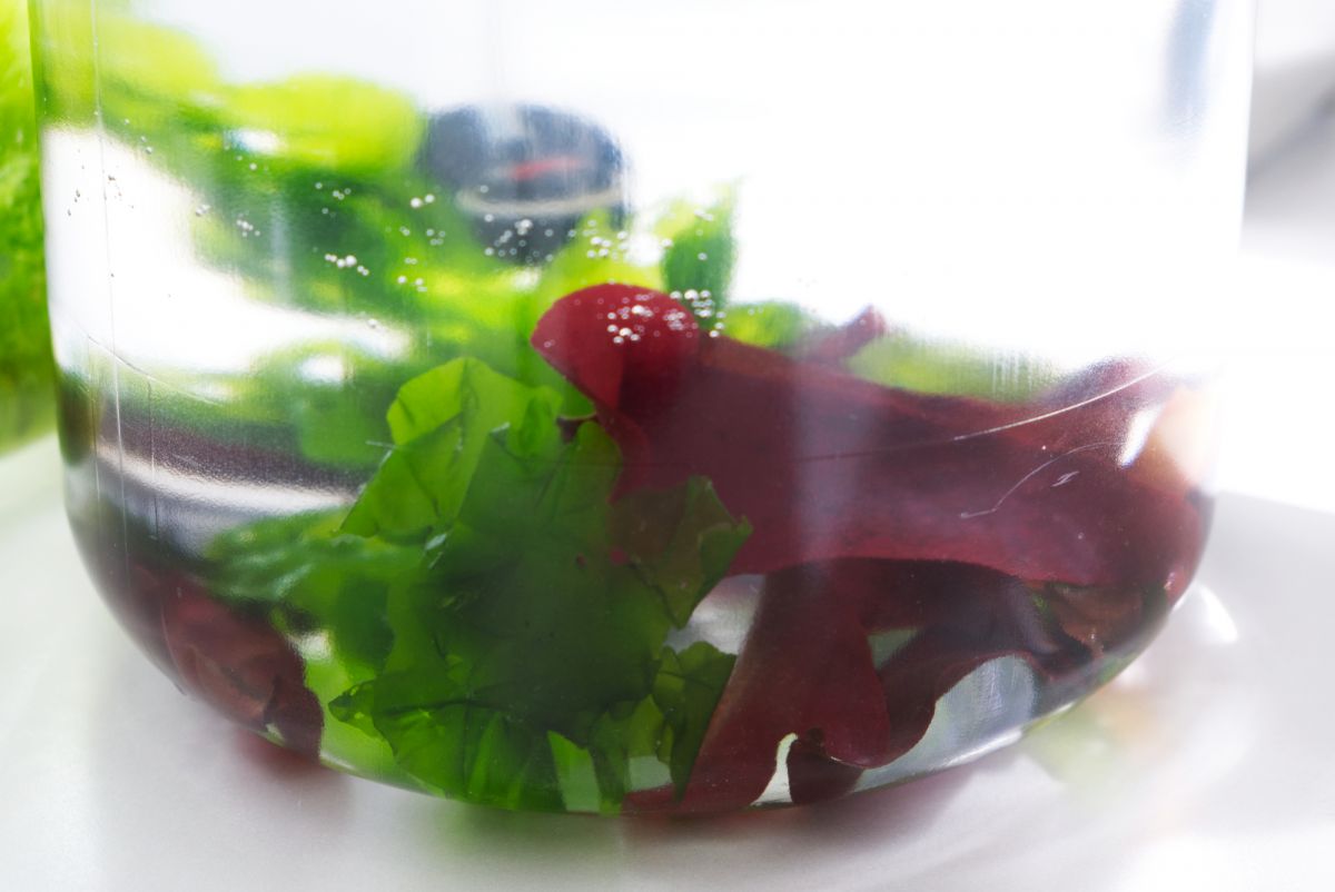 SolKuBim: Algenkultivierung am Standort Therme Bad Saarow