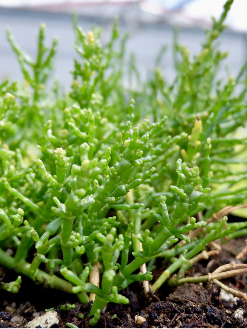 Samphire (Salicornia europaea), a Halophyte (c) M. Fitzner, IGZ