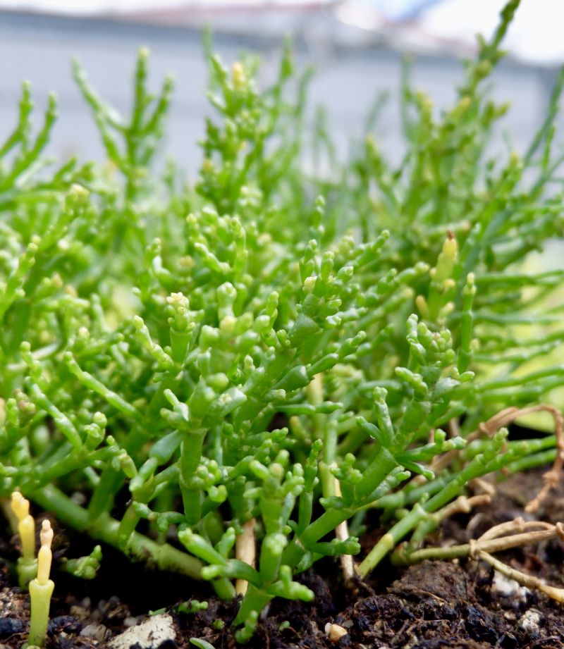 Queller, Salicornia europaea (c) M. Fitzner, IGZ