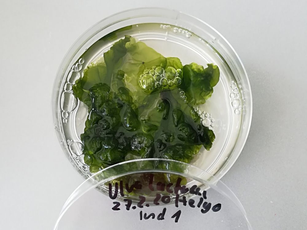 Eine blättrige Grünalge in einer Petrischale mit Meerwasser. Der Deckel lehnt gekippt am Boden der Petrischale. Man kann einen Teil der Beschriftung sehen: Ulva, Helgoland und ein Datum.