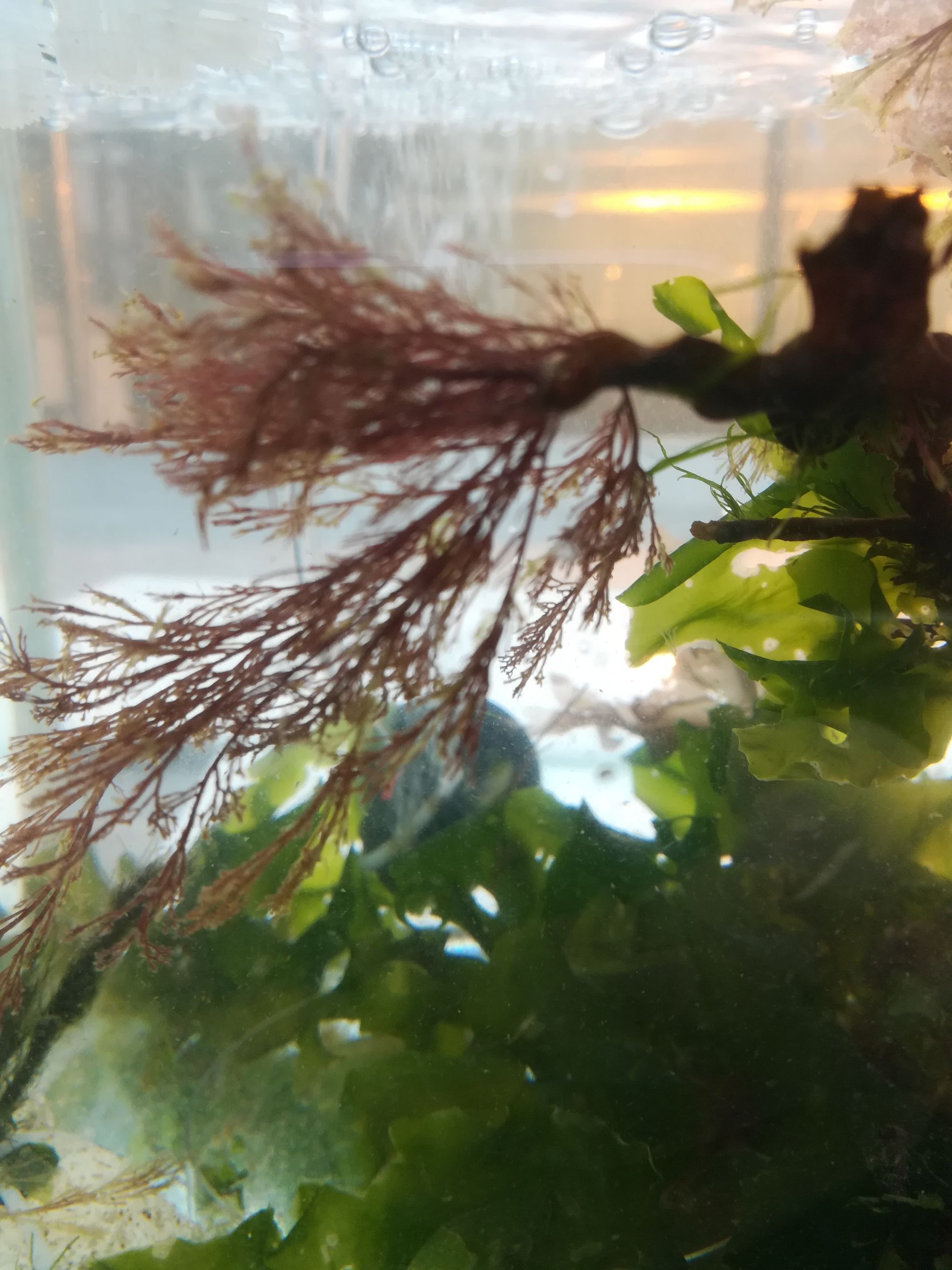 Picture detail from an aquarium with red algae, brown algae and green algae. On the top you can see some air bubbles reaching the water surface.