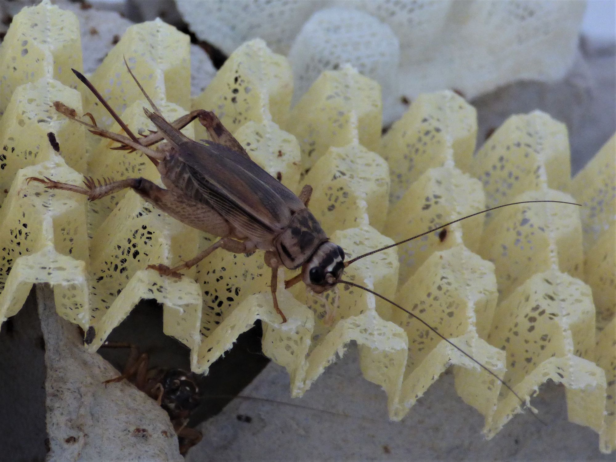 Adult crickets (Acheta domesticus) explore the innovative lightweight materials of InnoMat GmbH