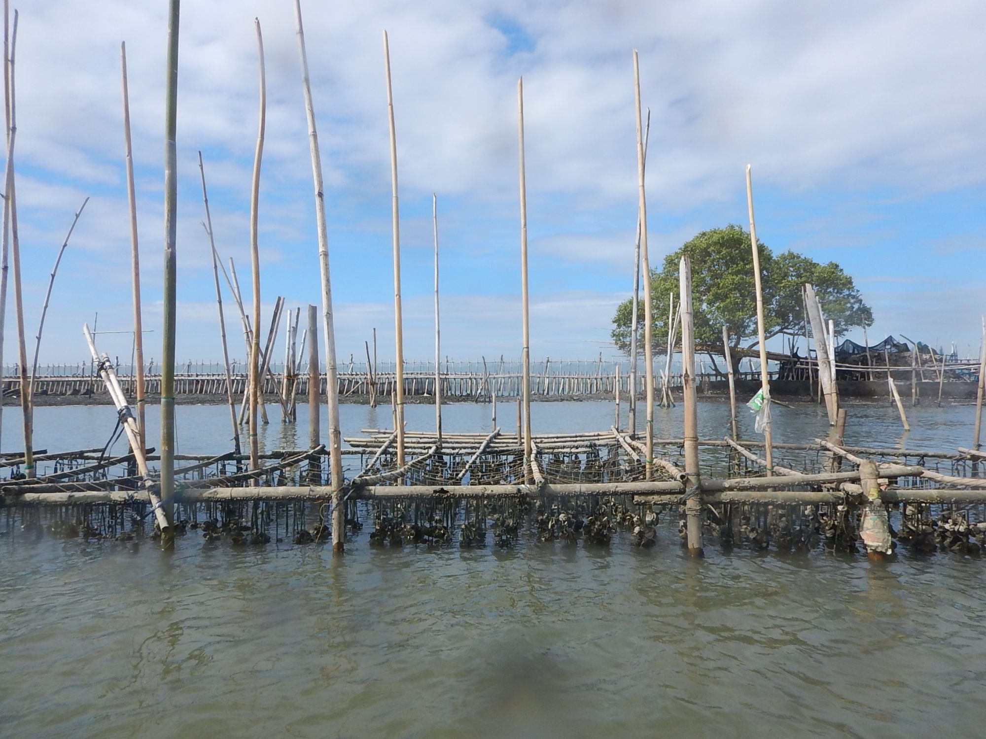 An oyster farm in Paombong, Bulacan, Philippines.
